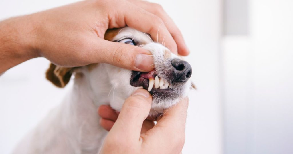 狗狗刷牙的重要性：新手主人必學正確步驟與工具推薦