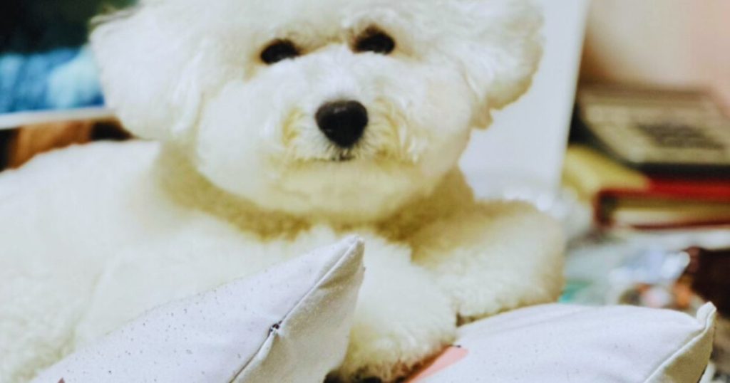 寵物玻尿酸怎麼選？