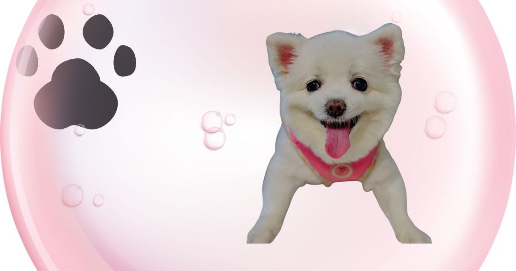 寵物膠原蛋白怎麼選？來源差異與效果懶人包