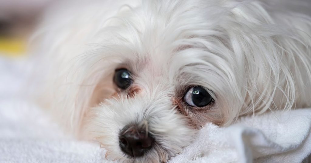 狗狗淚痕怎麼清？