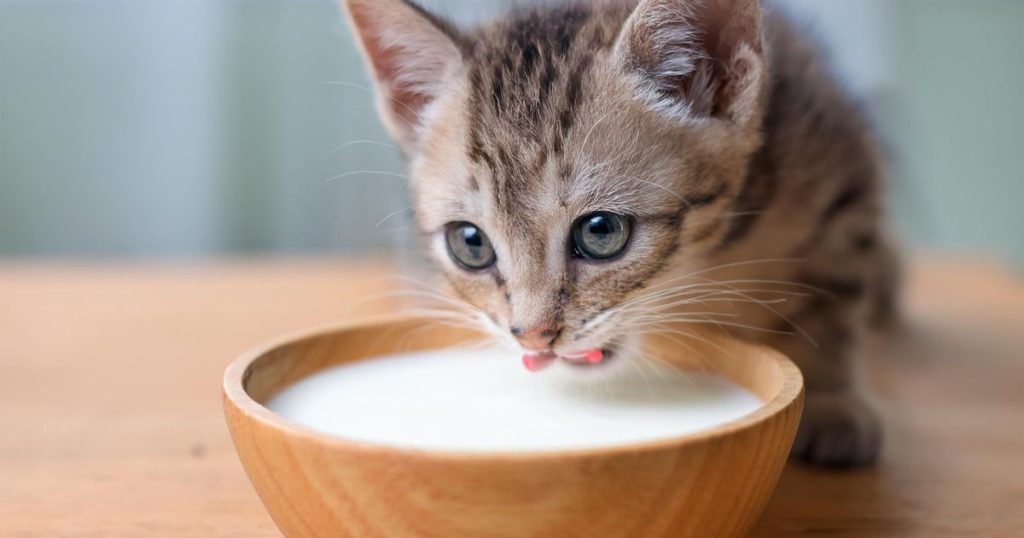 幼貓奶粉怎麼選？成分分析與餵食懶人包