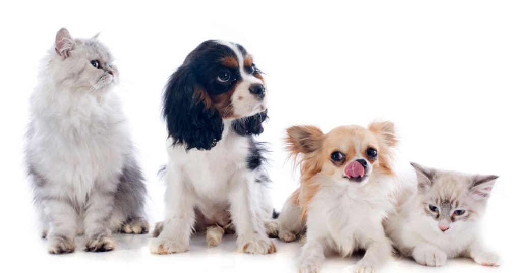 離胺酸對犬貓的重要性