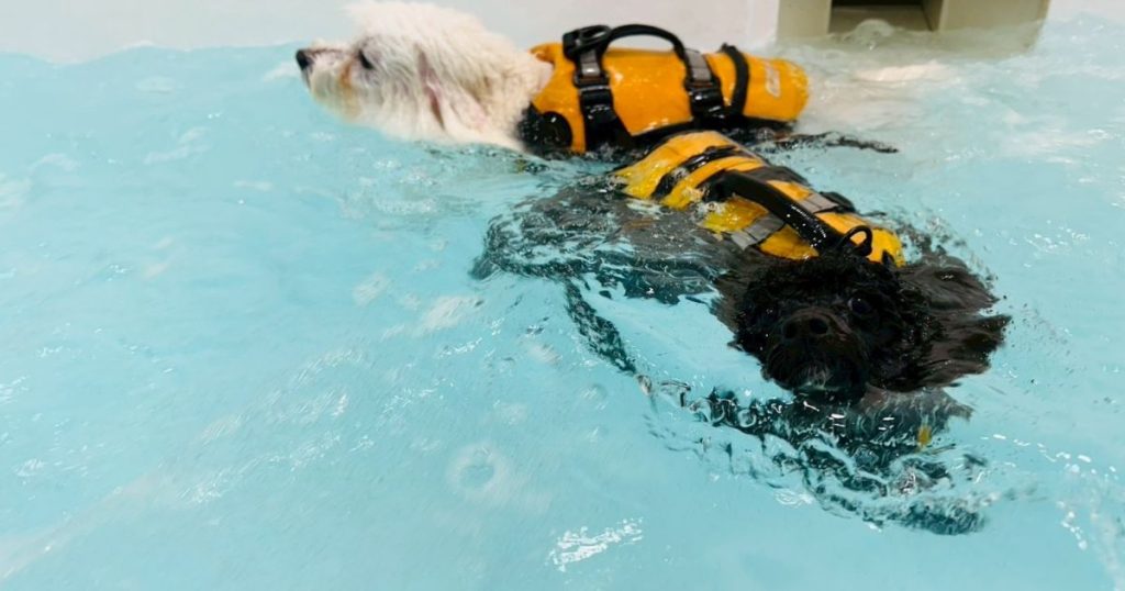 狗狗適合的運動怎麼選？不同犬種需求懶人包